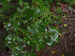Cinnamomum insularimontanum