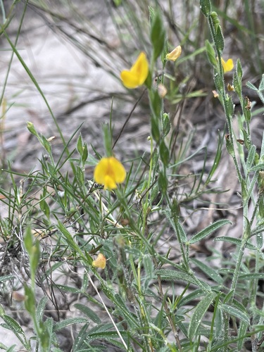 Zornia muriculata observed 2023-02-09