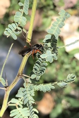 Episyron conterminus cressoni