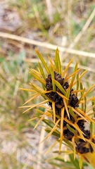 Aciphylla kirkii