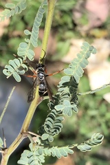 Episyron conterminus cressoni