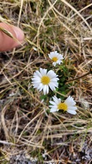 Brachyscome radicata