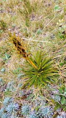 Aciphylla kirkii