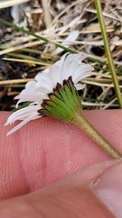 Brachyscome radicata