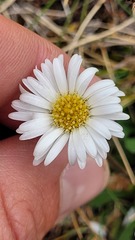 Brachyscome radicata