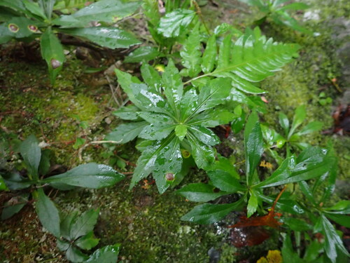 Aster taiwanensis iNat (2)