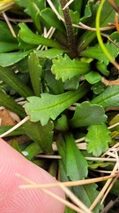 Brachyscome radicata