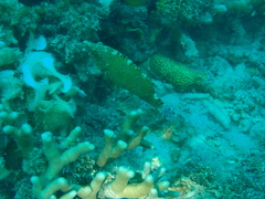 Cheilinus chlorourus