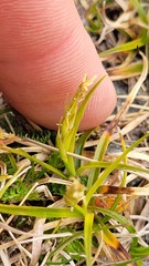 Carex crispa