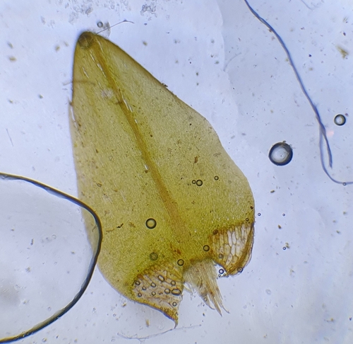 Image of Calliergon giganteum by no rights reserved