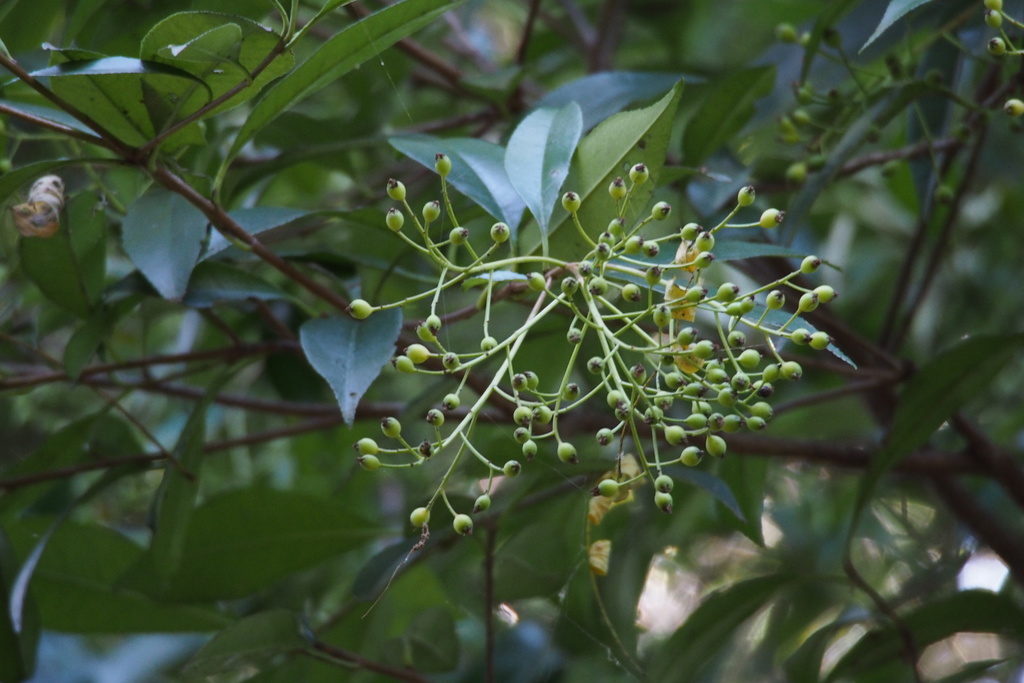 Photinia glabra - council-listed tree