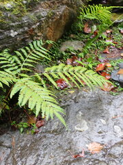 Pteris wallichiana