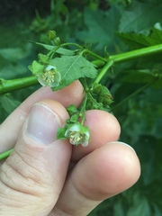 Kearnemalvastrum lacteum