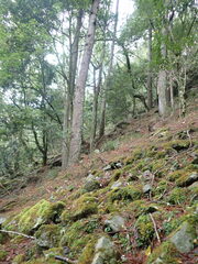 Pinus armandi mastersiana