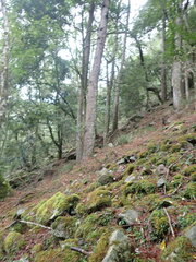 Pinus armandi mastersiana