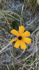 Coreopsis leavenworthii
