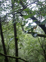 Acer morrisonense