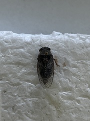 Maoricicada campbelli