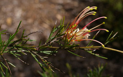 Grevillea × semperflorens