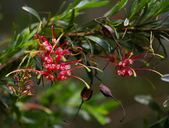 Grevillea evanescens