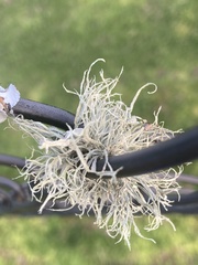Ramalina stenospora