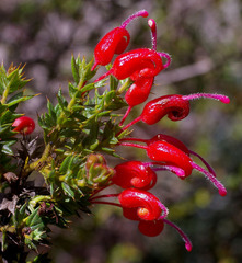Grevillea asteriscosa
