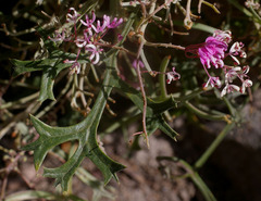 Grevillea leptobotrys