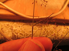 Eragrostis mexicana