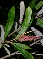 Grevillea barklyana