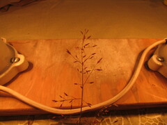 Eragrostis mexicana