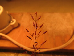 Eragrostis mexicana