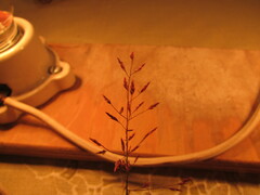 Eragrostis mexicana