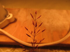 Eragrostis mexicana