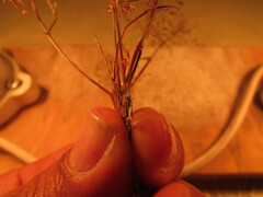 Eragrostis mexicana