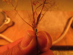 Eragrostis mexicana