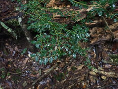 Ligustrum microcarpum