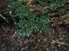 Ligustrum microcarpum