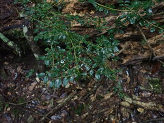 Ligustrum microcarpum