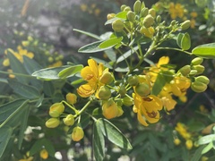 Senna corymbosa