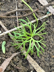 Ranunculus inundatus