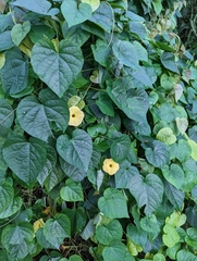 Ipomoea ochracea