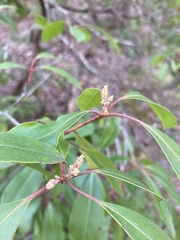 Kalmia latifolia