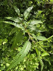 Urtica incisa