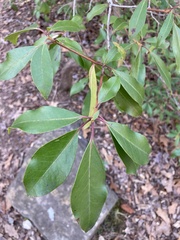 Kalmia latifolia