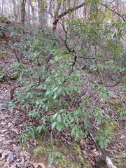 Kalmia latifolia