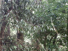 Ficus sarmentosa nipponica