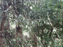Ficus sarmentosa nipponica