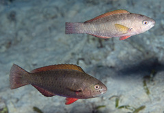 Scarus psittacus