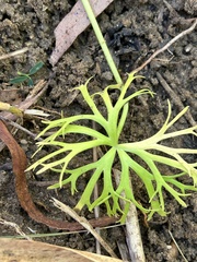 Ranunculus inundatus