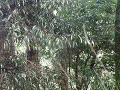 Ficus sarmentosa nipponica